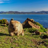 Wombat auf Maria Island