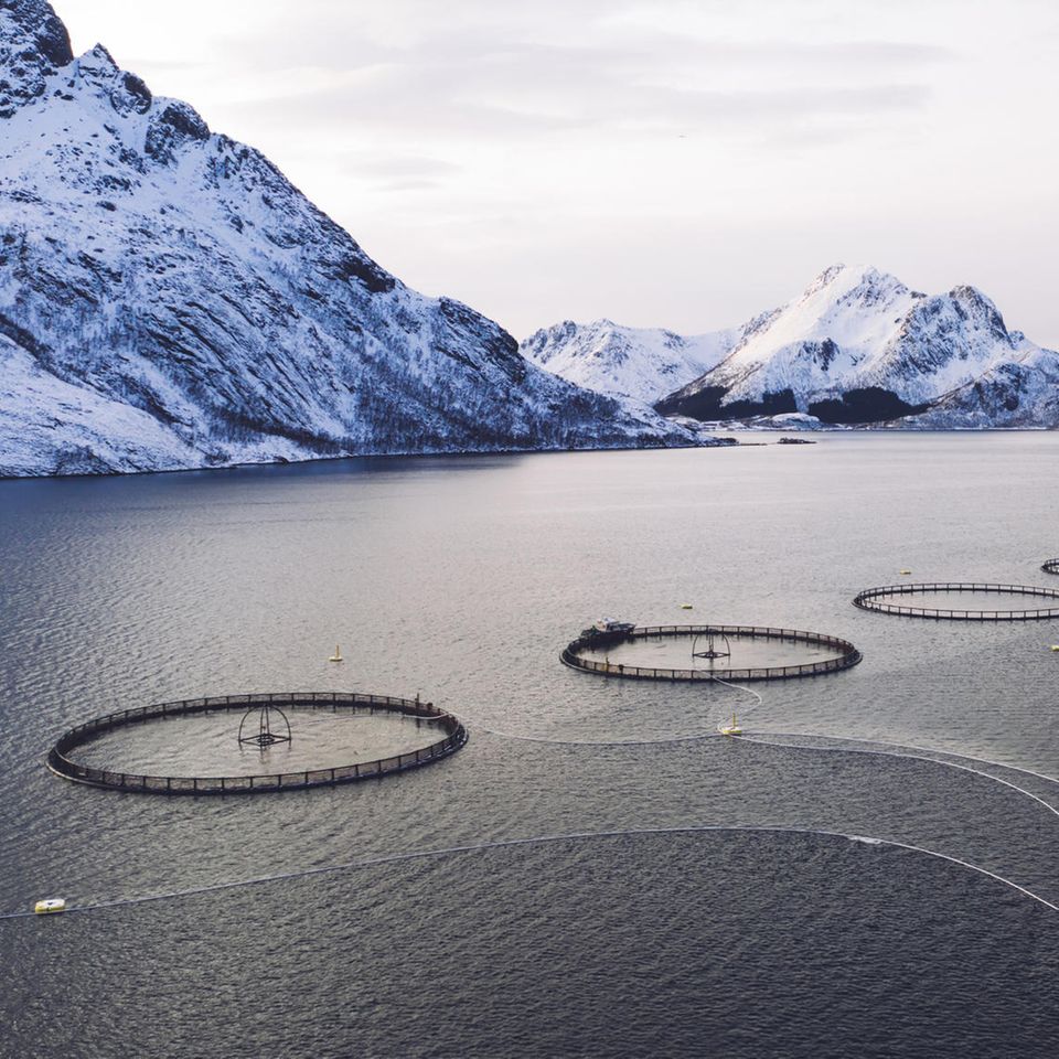 Luftaufnahme von Rundnetzen einer Lachsfischzucht in der norwegischen See