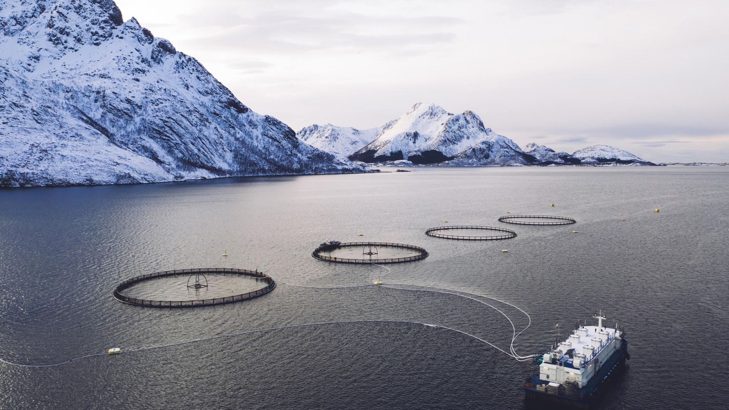 Luftaufnahme von Rundnetzen einer Lachsfischzucht in der norwegischen See