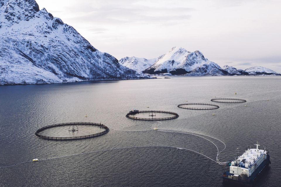 Luftaufnahme von Rundnetzen einer Lachsfischzucht in der norwegischen See
