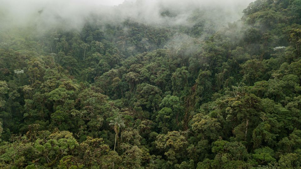 Diesen primären Nebelwald kaufen wir mithilfe des GEO-Klima-Abos und überschreiben ihn der Gemeinde Cuellaje als Schutzgebiet