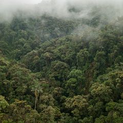 Diesen primären Nebelwald kaufen wir mithilfe des GEO-Klima-Abos und überschreiben ihn der Gemeinde Cuellaje als Schutzgebiet