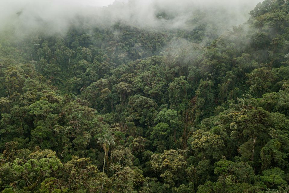 Diesen primären Nebelwald kaufen wir mithilfe des GEO-Klima-Abos und überschreiben ihn der Gemeinde Cuellaje als Schutzgebiet