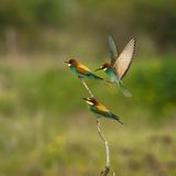Bienenfresser im Anflug