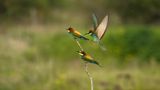 Bienenfresser im Anflug