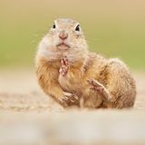 25.05.2021      "Das Wing Tsun Master Ziesel in der typischen Wing Tsun Pose."  Kamera: Canon 5D Mark IV / Canon 500mm 4.0  Mehr Fotos von Alexander Dacos