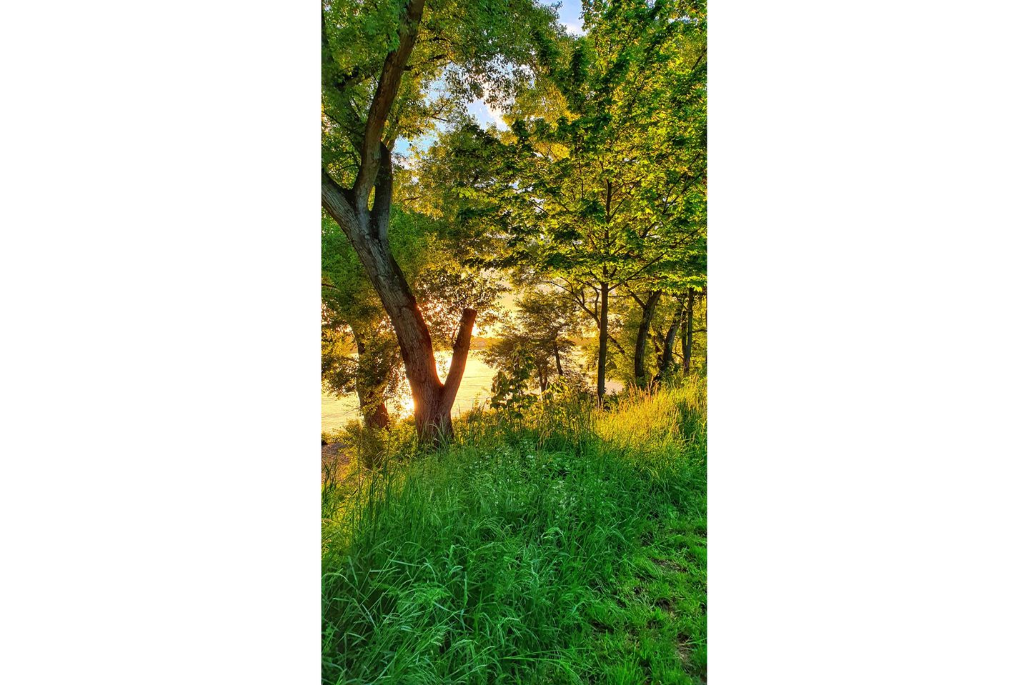 26.05.2021      "Nach einem Sturm mit heftigen Regengüssen kämpft sich die goldene Abendsonne über dem Rheinufer hervor."  Kamera: Samsung Galaxy S10e