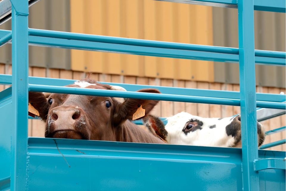 Tierschützer kritisieren Tiertransporte quer durch Europa seit Jahrzehnten. Immer wieder werden Verstöße gegen das Tierschutzgesetz dokumentiert