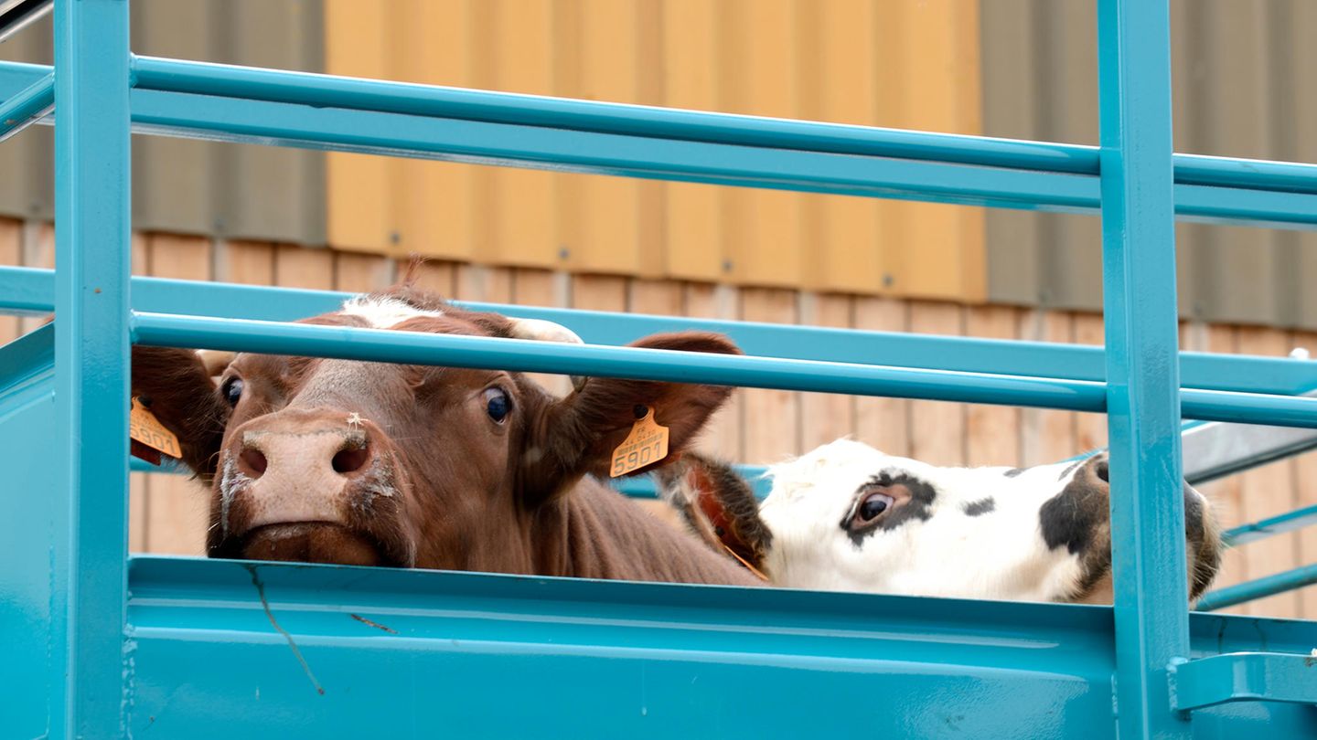 Tierschützer kritisieren Tiertransporte quer durch Europa seit Jahrzehnten. Immer wieder werden Verstöße gegen das Tierschutzgesetz dokumentiert