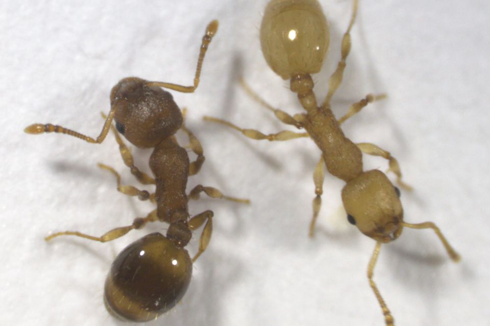 Zweimal Temnothorax nylanderi: links eine braune, gesunde, rechts eine gelbe, infizierte Ameise der Art