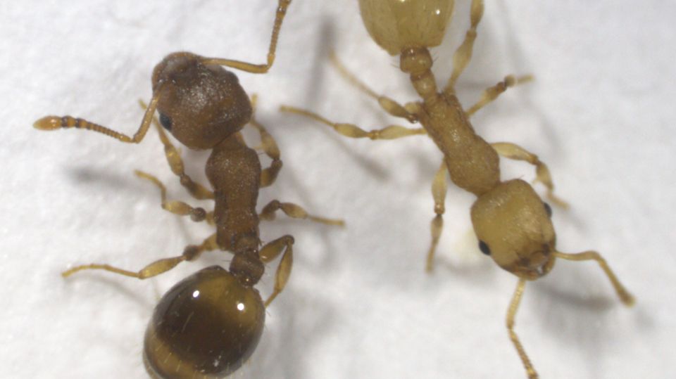 Zweimal Temnothorax nylanderi: links eine braune, gesunde, rechts eine gelbe, infizierte Ameise der Art