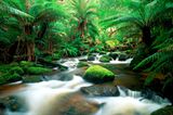 Tasmanische Wildnis – Regenwald