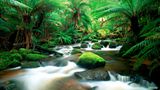 Tasmanische Wildnis – Regenwald