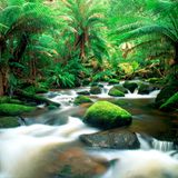 Tasmanische Wildnis – Regenwald