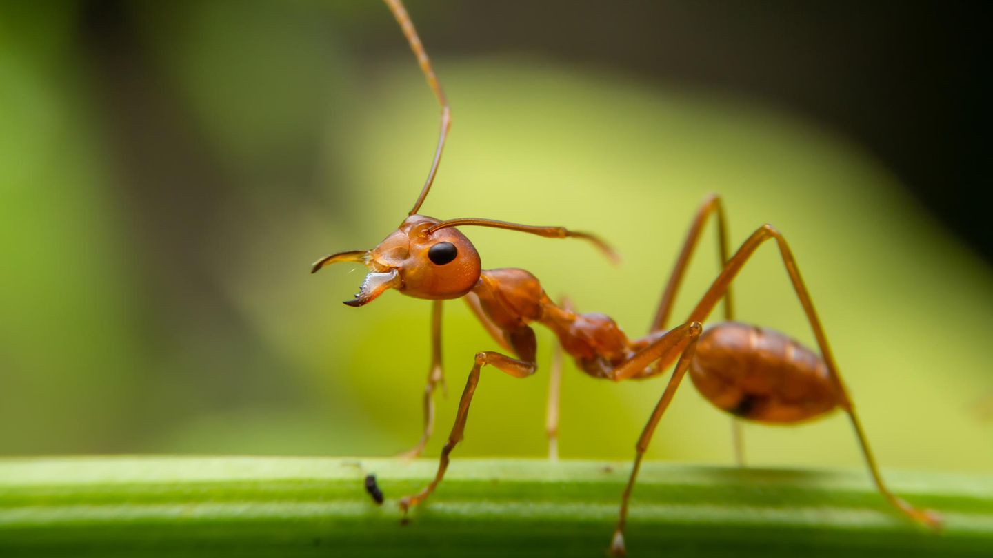 Staatenbildende Insekten wie Ameisen sind oft Ziel von Parasiten