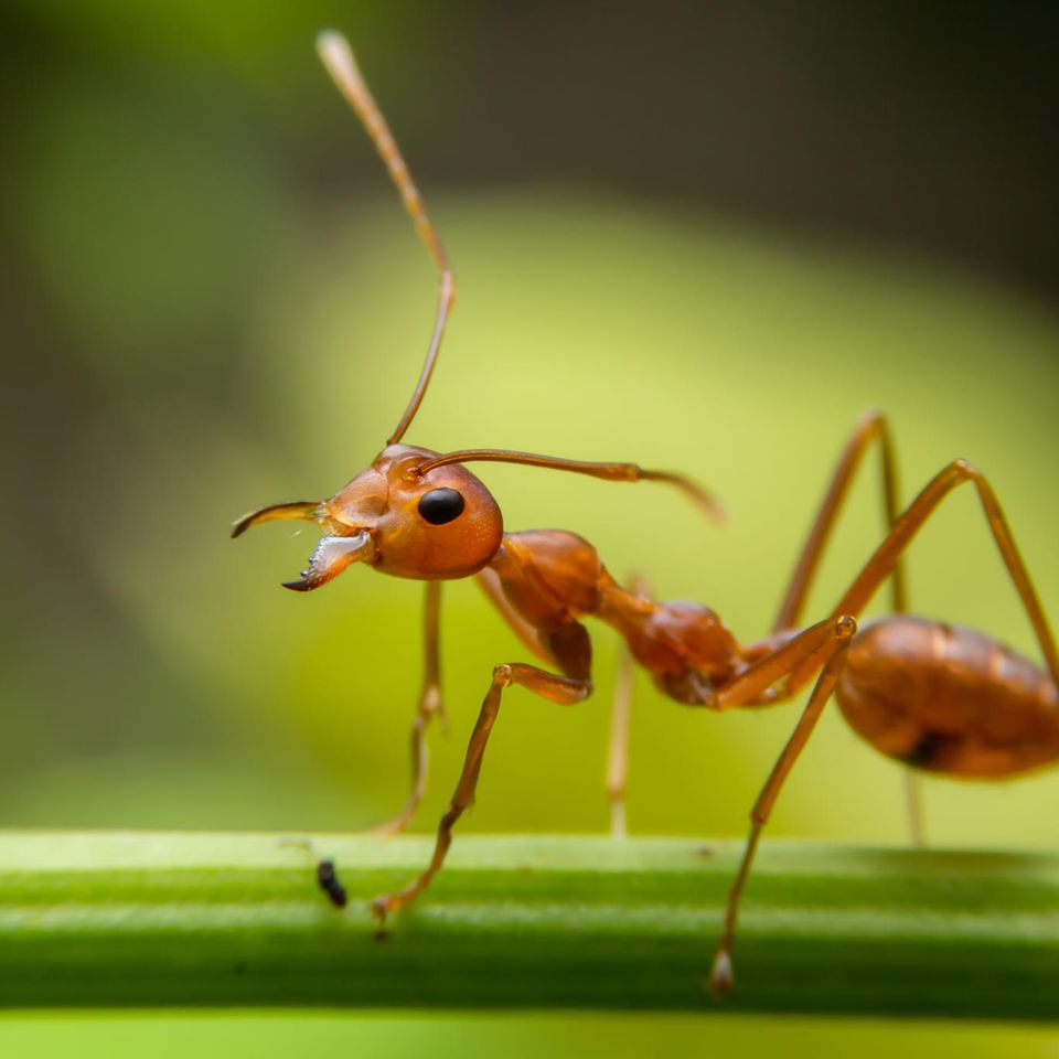 Staatenbildende Insekten wie Ameisen sind oft Ziel von Parasiten