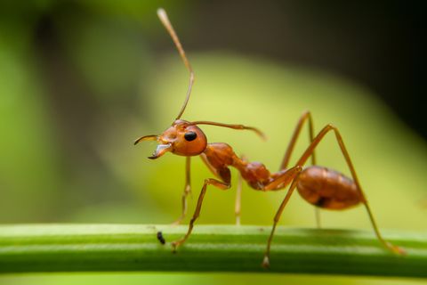 Staatenbildende Insekten wie Ameisen sind oft Ziel von Parasiten