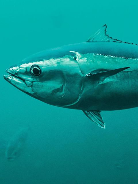 Ein Pazifischer Blauflossenthun schwimmt mit Hunderten Artgenossen in einem Netzkäfig nahe Kushimoto in Japan. Forscher in einem weltweit einmaligen Projekt brauchten mehr als 30 Jahre für seine Zucht. Und gründeten Restaurants, in denen der Fisch auf der Speisekarte steht