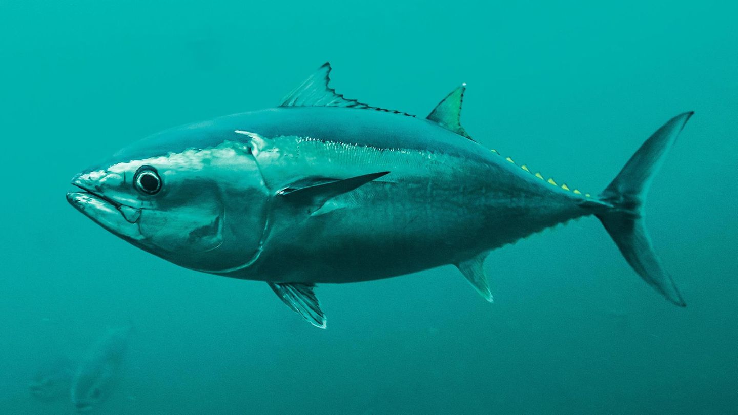 Ein Pazifischer Blauflossenthun schwimmt mit Hunderten Artgenossen in einem Netzkäfig nahe Kushimoto in Japan. Forscher in einem weltweit einmaligen Projekt brauchten mehr als 30 Jahre für seine Zucht. Und gründeten Restaurants, in denen der Fisch auf der Speisekarte steht