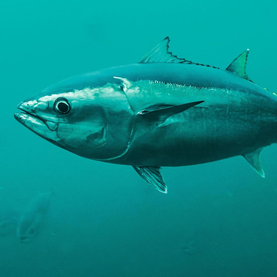 Ein Pazifischer Blauflossenthun schwimmt mit Hunderten Artgenossen in einem Netzkäfig nahe Kushimoto in Japan. Forscher in einem weltweit einmaligen Projekt brauchten mehr als 30 Jahre für seine Zucht. Und gründeten Restaurants, in denen der Fisch auf der Speisekarte steht