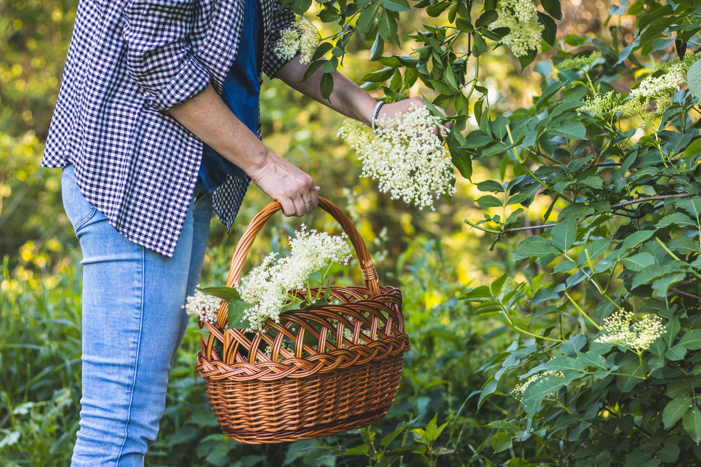 Leckereien aus der Natur zaubern Frau mit Korb erntet Holunderblüten