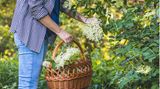 Frau mit Korb erntet Holunderblüten