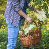 Frau mit Korb erntet Holunderblüten