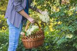 Frau mit Korb erntet Holunderblüten