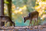 Rehe im Wald suchen den Boden ab