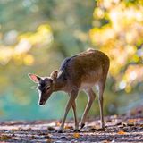 Rehe im Wald suchen den Boden ab