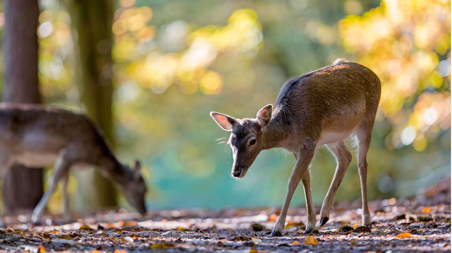 Rehe im Wald suchen den Boden ab