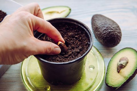 Hand einer Frau steckt einen Avocadokern in die Erde zum Avocado züchten