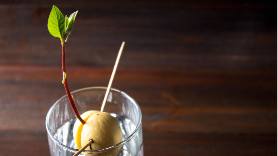 Avocadokern im Wasserglas Avocadokern im Wasserglas