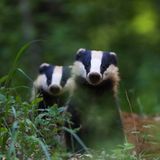 31.05.2021      "Dieses Foto von den zwei Dachsen entstand bei einem relativ spontanen Ansitz am Dachsbau. Um 20:30 Uhr kam der erste Dachs aus seinem Bau und kurz danach folgte der zweite. Es war ein super tolles Erlebnis diese zwei Dachse zu beobachten und fotografieren zu können."  Kamera: Canon EOS R Sigma 150-600mm Contemporary F: 6,3 Belichtungszeit 1/200s 451mm ISO 5000  Mehr Fotos von Pascal Knauf