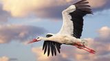 Storch fliegt am Himmel