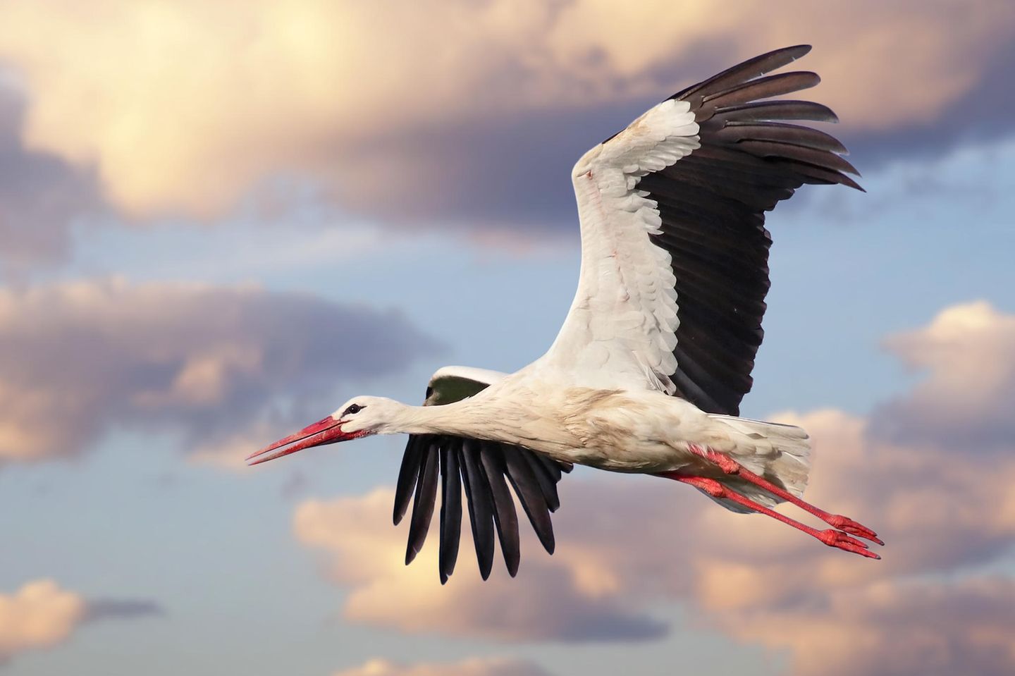 Von Königs Wusterhausen nach Großbeeren Storch fliegt am Himmel
