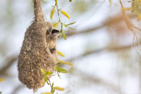 12.05.2021      "Durch Zufall konnte ich letztes Wochenende ein Beutelmeisenpäärchen während des Nestbaus entdecken. Ich war völlig fasziniert und konnte mein Glück kaum fassen. Mehrere Stunden beobachtete ich die beiden, wie sie immer wieder zum Nest zurück kamen, um dieses weiter auszubauen."      Kamera: EOS R5 Canon 600mm 4.0  Mehr Fotos von Anne Lindner