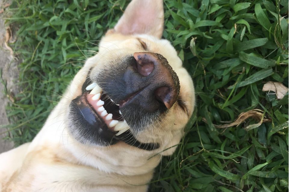Hunde lächeln nicht nur - sie lachen auch
