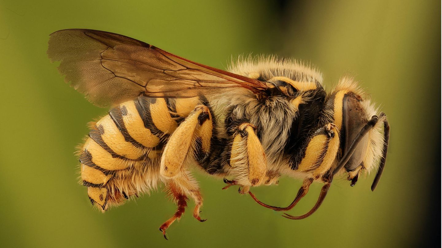 NABU Insektensommer: Macht mit und werdet Insektenforschende!