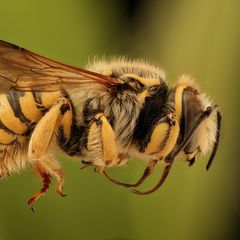 NABU Insektensommer: Macht mit und werdet Insektenforschende!
