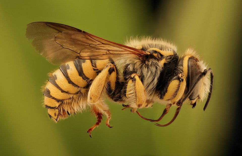 NABU Insektensommer: Macht mit und werdet Insektenforschende!