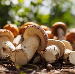 Pilze sind erstaunlich! Sie sind weder Mensch noch Tier, viel größer als man glaubt und wirklich schon uralt.