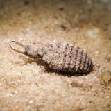 Ameisenlöwe Larve der Geflecktflügligen Ameisen­jungfer, Euroleon nostras