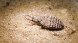 Ameisenlöwe Larve der Geflecktflügligen Ameisen­jungfer, Euroleon nostras