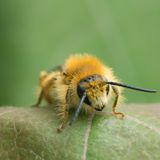 Braunbürstige Hosenbiene, Dasypoda hirtipes