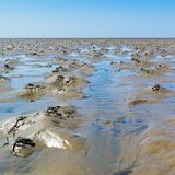 Wattwurm, Arenicola marina