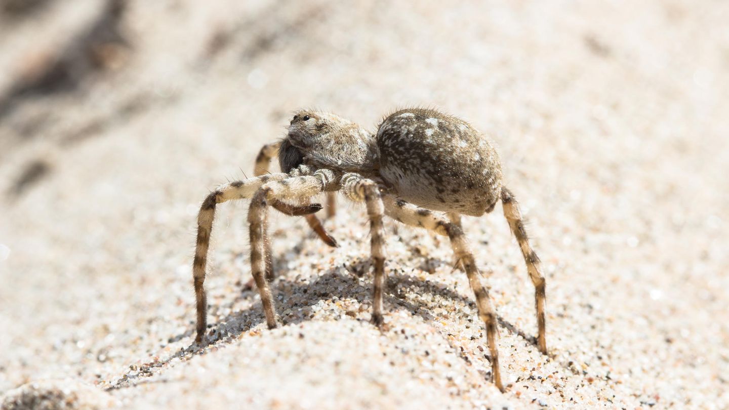 Sand-Wolfsspinne, Arctosa cinerea