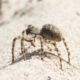 Sand-Wolfsspinne, Arctosa cinerea