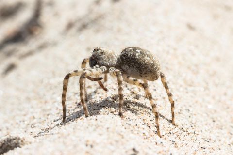 Sand-Wolfsspinne, Arctosa cinerea