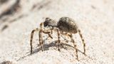 Sand-Wolfsspinne, Arctosa cinerea
